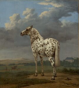 The Piebald Horse, Paulus Potter