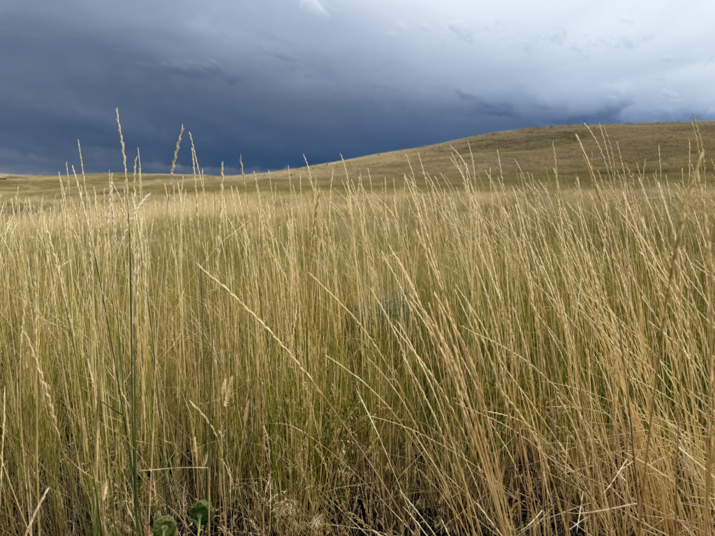 Field Dark Sky