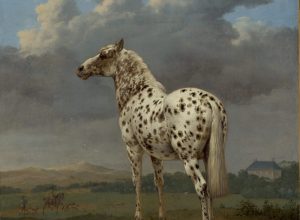 The Piebald Horse, Paulus Potter